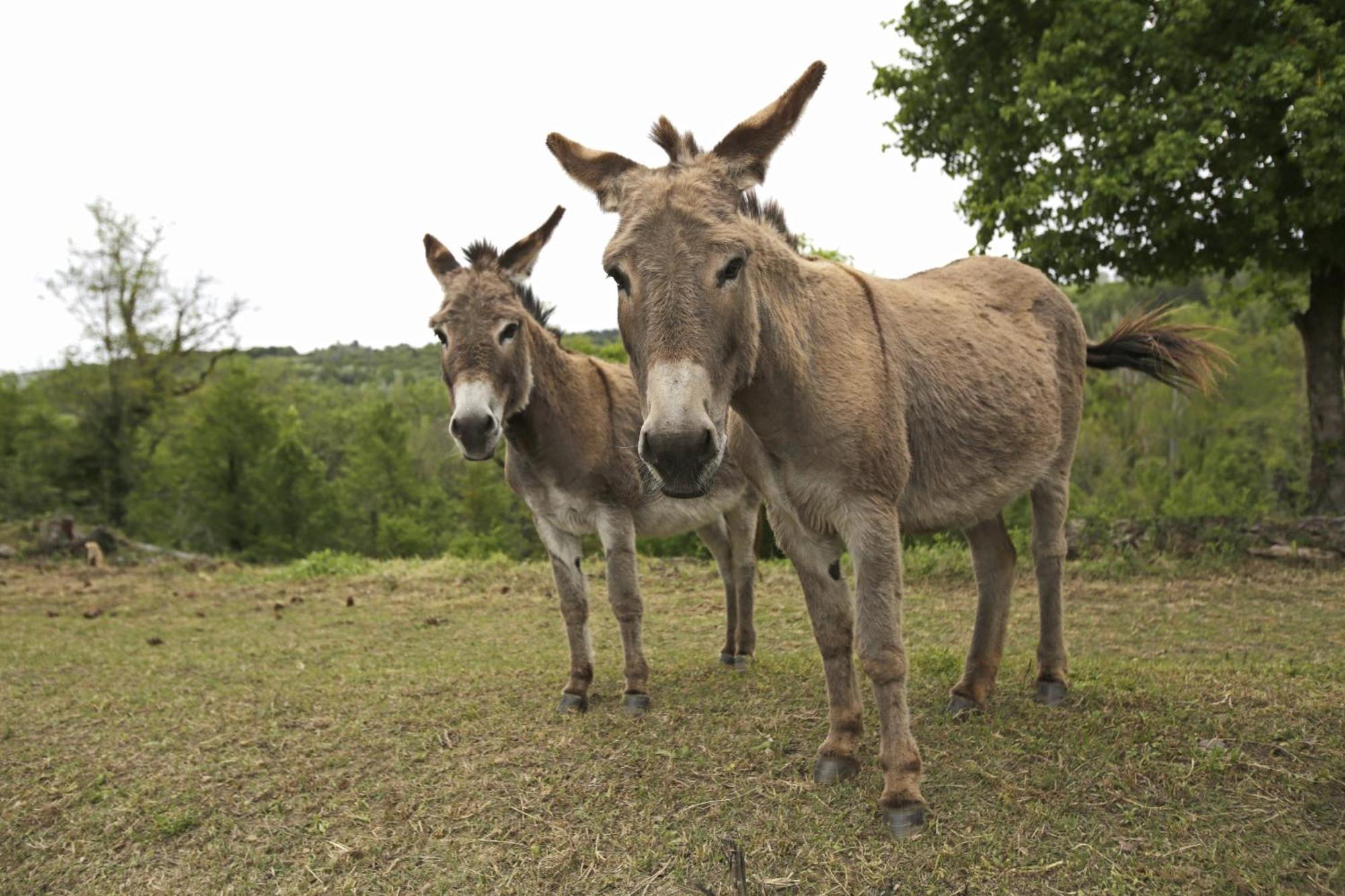 Les Anes De Forcalquier Hotel Luaran gambar