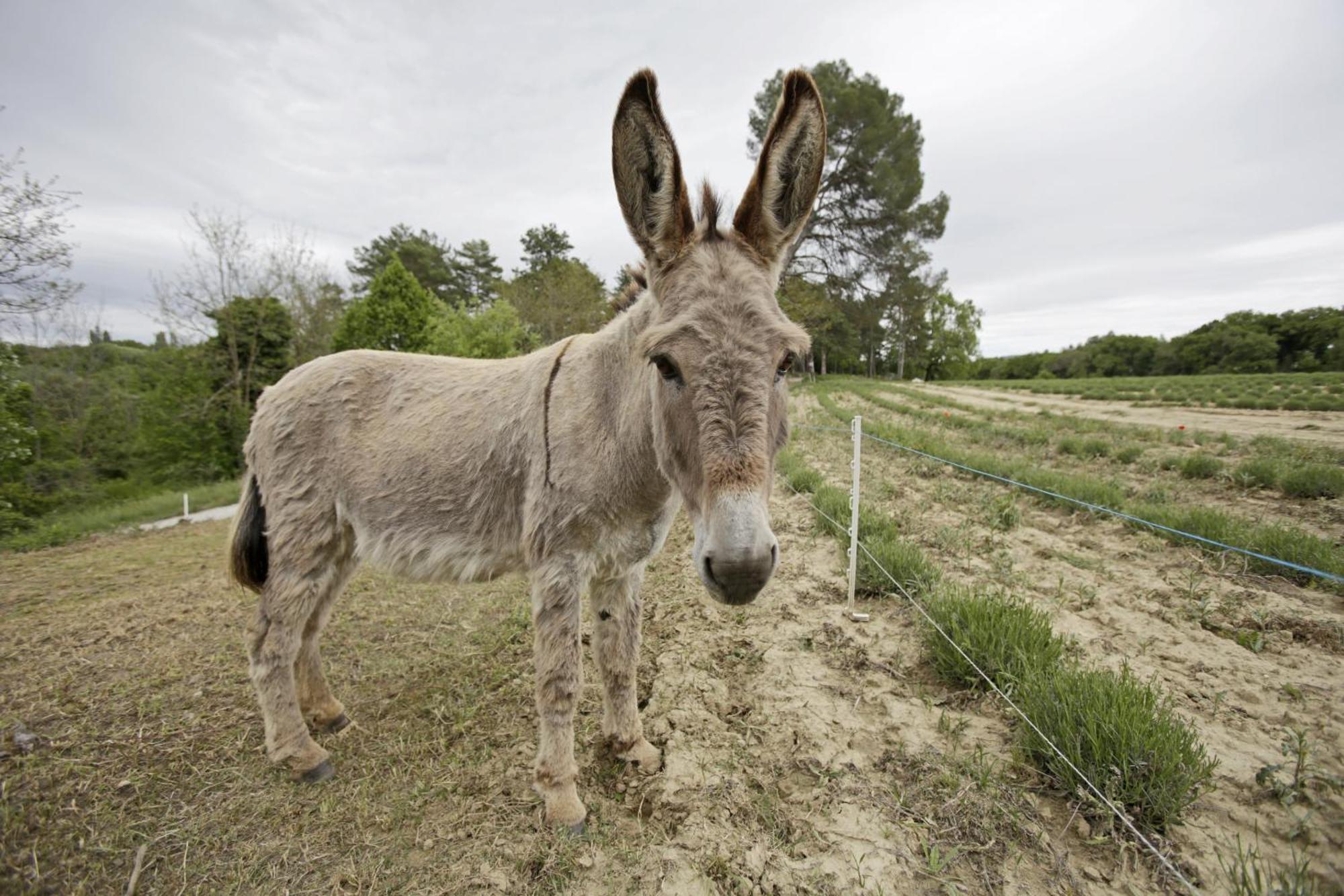 Les Anes De Forcalquier Hotel Luaran gambar